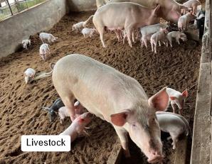 Livestock